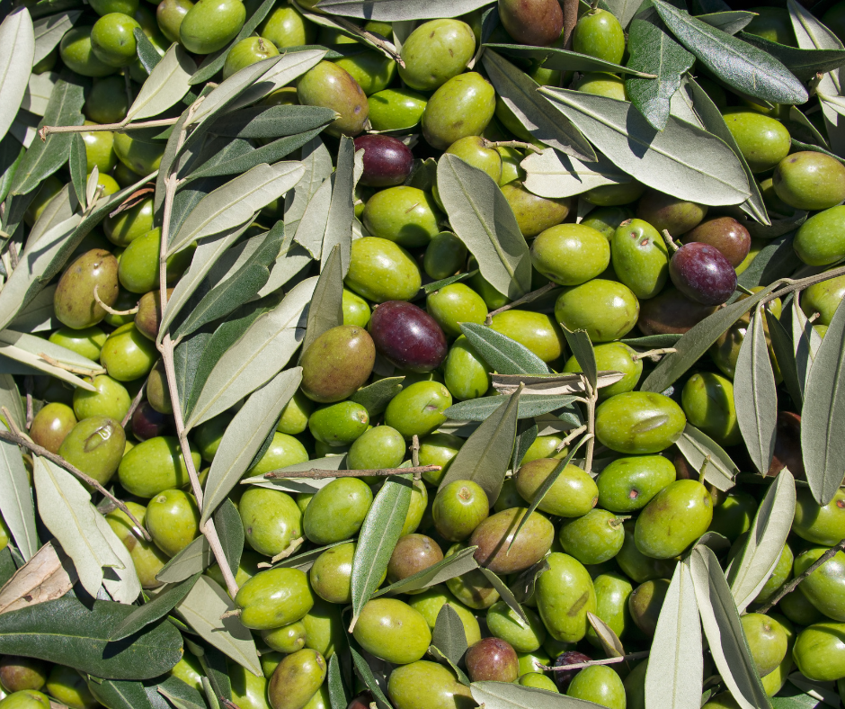 Variedad de aceituna gallega mansa