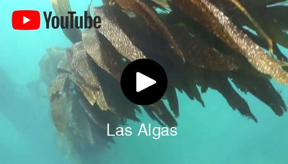 La algas marinas