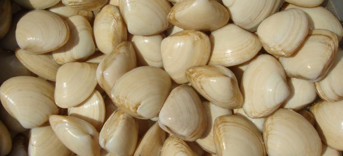 Almeja blanca gallegas