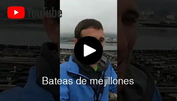 Batea de mejillones gallegos