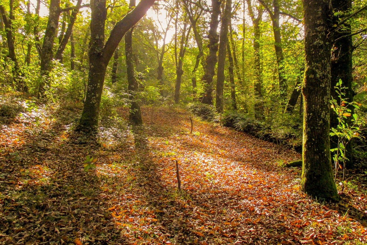 Bosques gallegos 