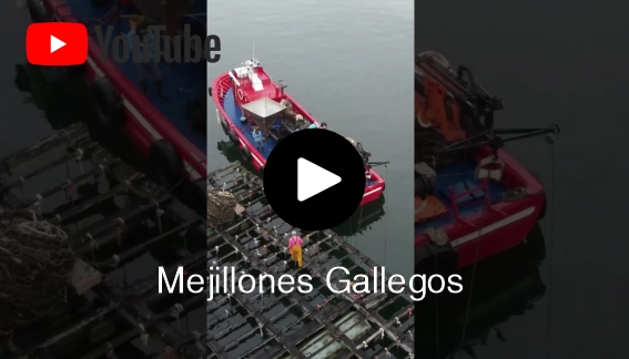 Producción de mejillones gallegos