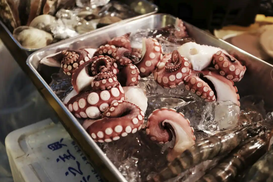 pulpo en bandeja listo para cocer y preparar pulpo a la gallega