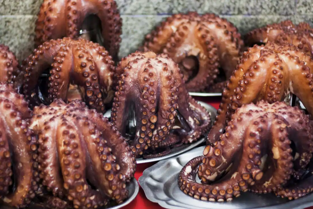 pulpos cocidos para emplatar pulpo a feira