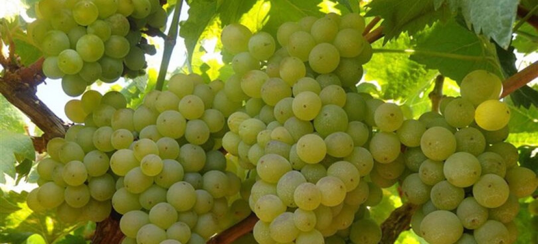 Racimos de uva treixadura