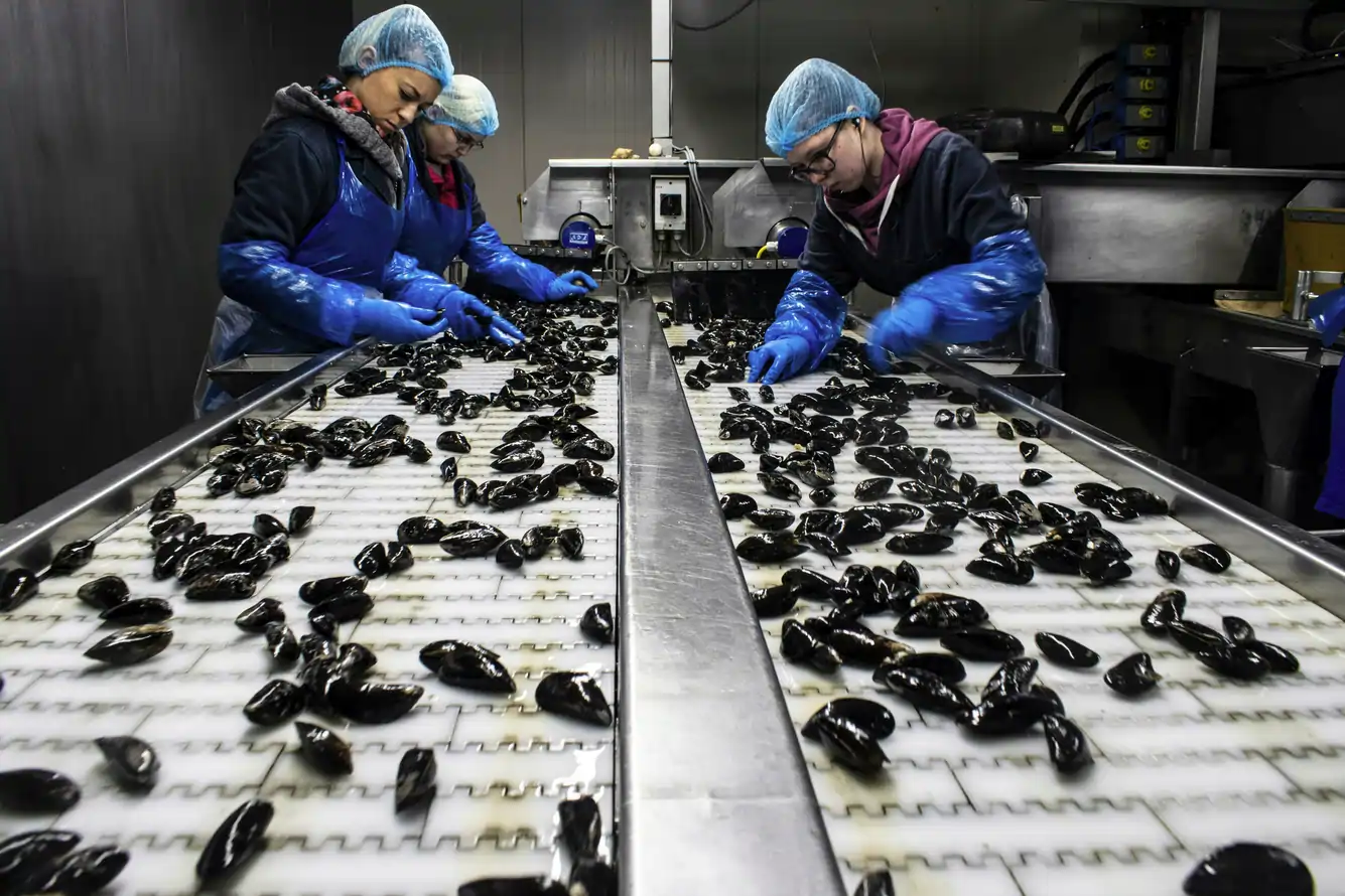 Selección manual de mejillones en una conservera